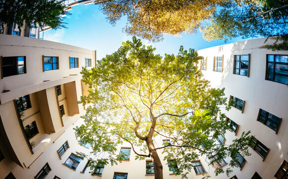 Wide angle shot of a green tree surrounded by residential houses in a smart city